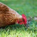 Facts About Chickens